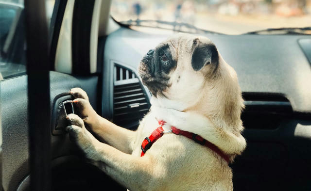 🐾 Киянам нагадують про покарання за залишення тварин в автівці під час спеки Температура повітря, навіть у затінку, всередин