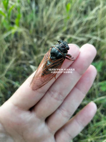 🦗У Солонянському районі Дніпропетровщини люди зіткнулися з великою цикадою Цей вид в Україні зустрічається в Дніпропетровськ