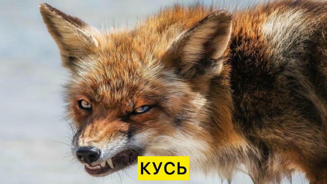 👹 6 скажених тварин за червень зафіксували на Кіровоградщині. Загалом у 2025 році – 82: найбільше серед лисиць і собак. 105 