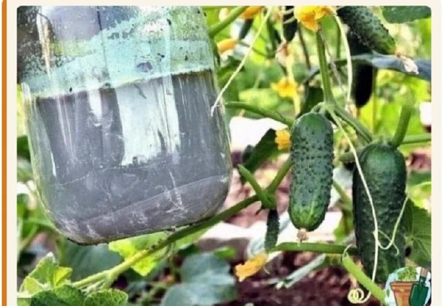 🥒 Стимулятор росту огірків Не всі магазинні засоби дають очікуваний ефект, ми рекомендуємо найкращий засіб для стимуляції ро