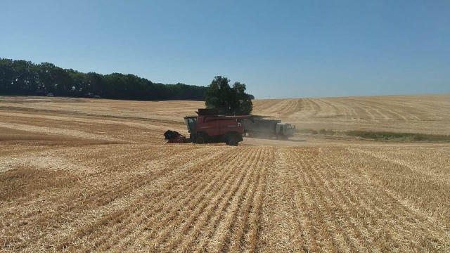 🌾 Вміст білка у пшениці нового врожаю вищий за середній, однак інші якісні параметри (наприклад, натура) часто нижчі від вим