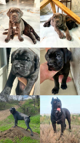 Пропонуємо #КанеКорсо Italiano — Статусна порода ✨ Голубі та чорні малюки Cane Corso від елітних батьків з видатним екстер’єр