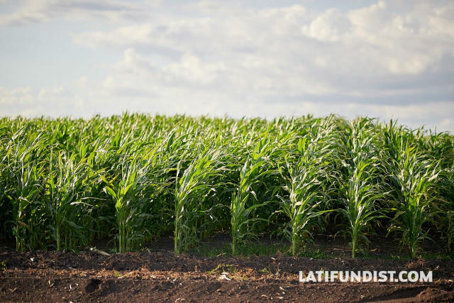 🇺🇸 USDA не змінила свій прогноз виробництва кукурудзи в Україні — 30,5 млн т, так само як і прогноз експорту — 24 млн т. Fa