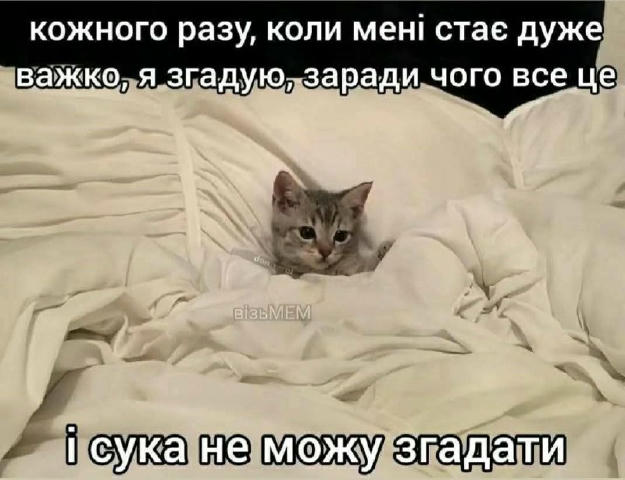 котішечки