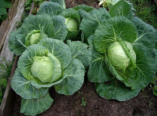 🥬 Чим підживити капусту для великого качана? Якщо при висадці в лунки вже додавали добрива, підживлювати розсаду потрібно ли