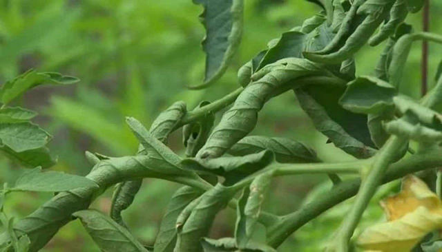 🍅 Скрутилися листя у томатів? Якщо листя помідорів загнулося човником догори — причина може бути одна або кілька: — Надлишок