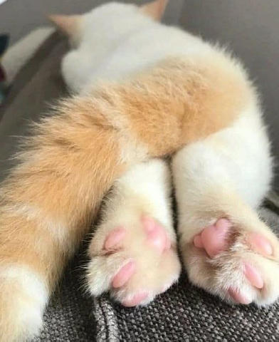🐾