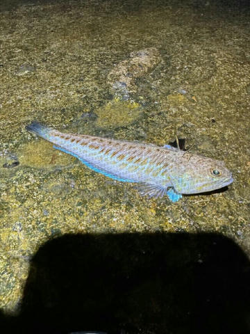 😳У Чорному морі біля Одеси виявили отруйну рибу — морського дракончика. Її гострі шипи на спині та зябрах можуть спричинити 