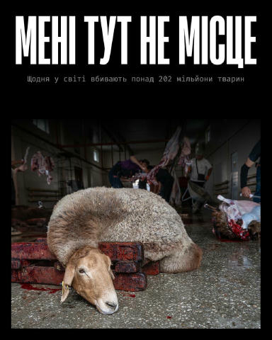 Ця вівця не може втекти. Як і мільйони інших тварин, вона — жертва тваринницької індустрії. Індустрії, що побудована на насил