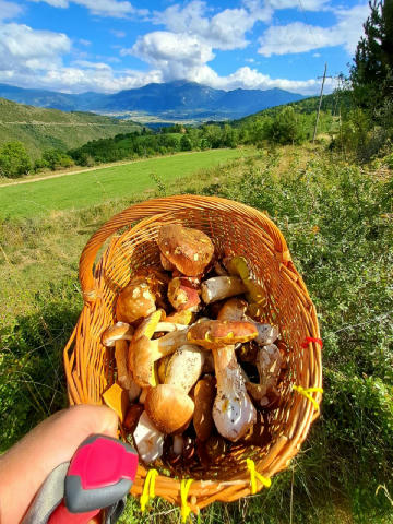 Каталонские Пиренеи сегодня порадовали 🥰🍄