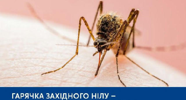 Європою шириться смертельний вірус Західного Нілу: вакцини від хвороби досі не розробили. Вірус Західного Нілу передається лю