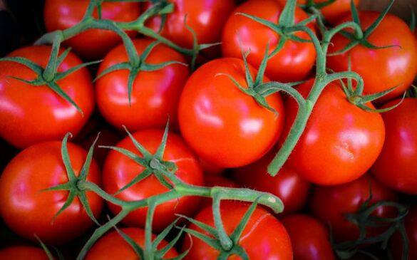 Навіщо помідорам кухонна сіль на грядках 🍅 Проти хвороб та шкідників - Для приготування цього складу потрібно 0,25 кг солі н