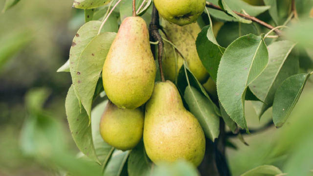 Чому груша погано родить: про сусідство дерев 🍐 - Якщо хочете посадити сливу або вишню, то садіть на відстані 10 метрів. У в