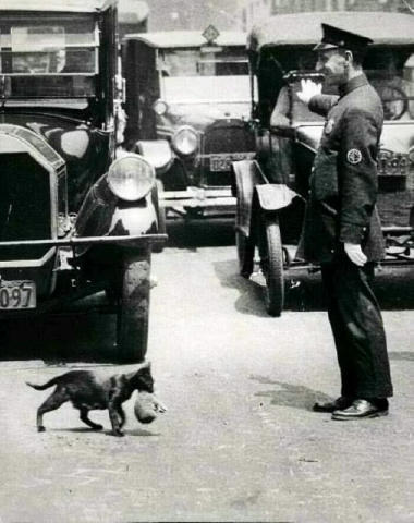 Офіцер зупиняє рух, щоб кішка з кошеням перейшла дорогу, 1925 рік. #цікаве