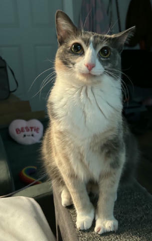 oreoeocat